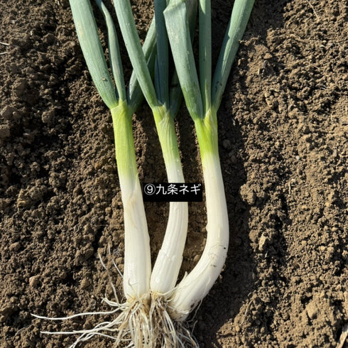 【12/26まで限定販売】冬の”とくとく”野菜セット《おまかせ7種》